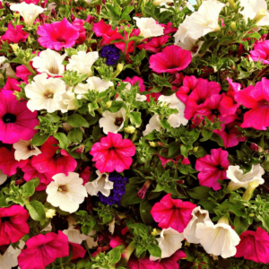 Petunia Seeds