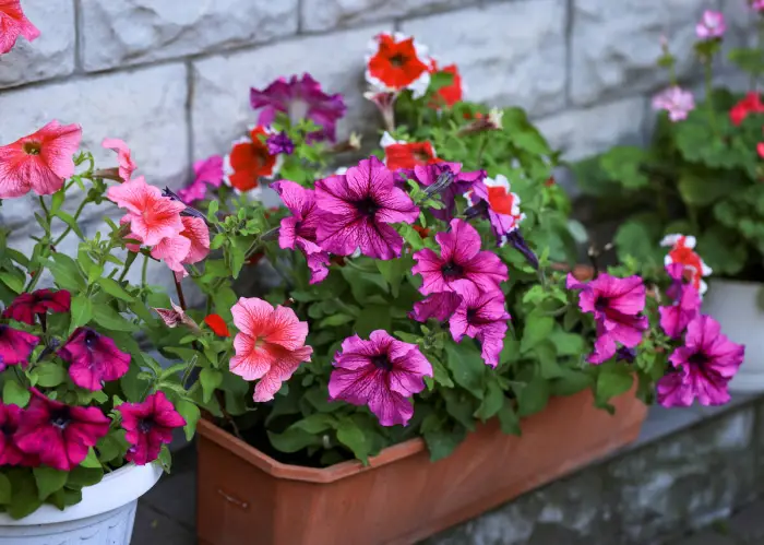 Top 10 Low-Maintenance Outdoor Hanging Plants in India