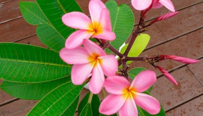 TOP 10 FLOWER PLANTS IN MONSOON SEASON