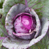 Red Cabbage Seeds