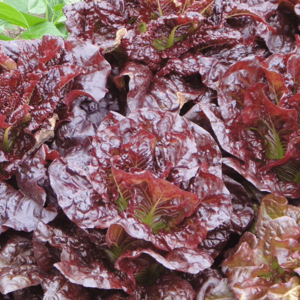 Red Lettuce Seeds