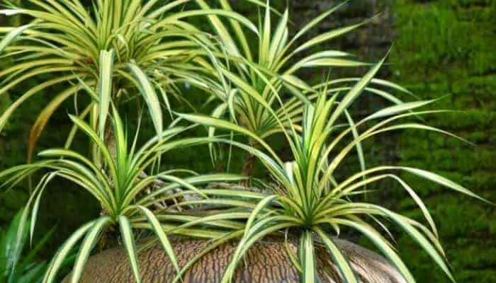 Top 10 Low-Maintenance Outdoor Hanging Plants in India