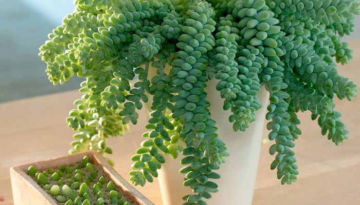 Top 10 Low-Maintenance Outdoor Hanging Plants in India