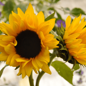 Sunflower Seeds