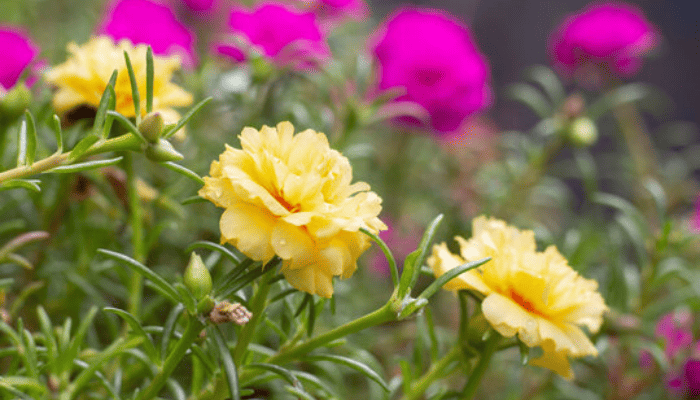 TOP 10 FLOWER PLANTS IN MONSOON SEASON