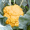 Yellow Cauliflower Seeds