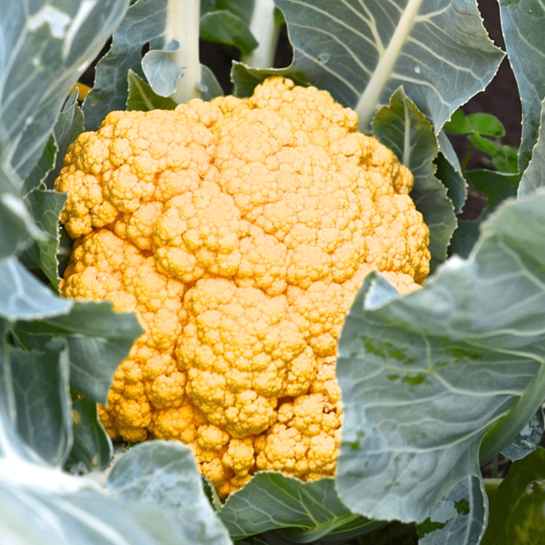 Yellow Cauliflower Seeds