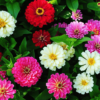 Zinnia Seeds