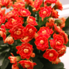 Kalanchoe Plant - Orange