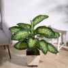 Dieffenbachia Tropic Snow Plant