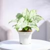 Syngonium White Butterfly Plant