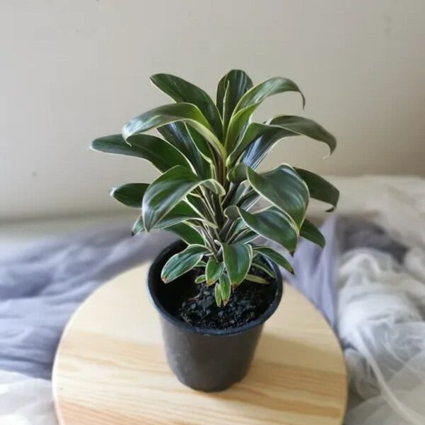 Cordyline Chocolate Queen Plant