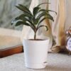 Dracaena Coffee Plant