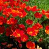 Poppy California Seeds