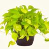 Money Plant Golden