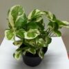 Money Plant Variegated