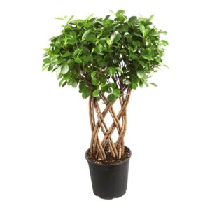 Netted Ficus Tree