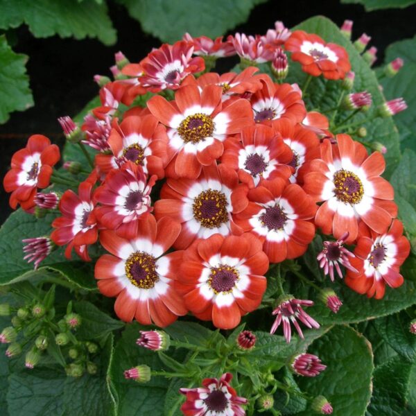 Cineraria seeds