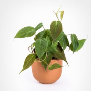 Philodendron Micans Plant