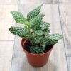 Fittonia Plant