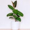 Rubber Plant