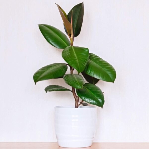 Rubber Plant