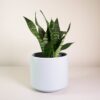 Sansevieria Superba Green - Snake Plant