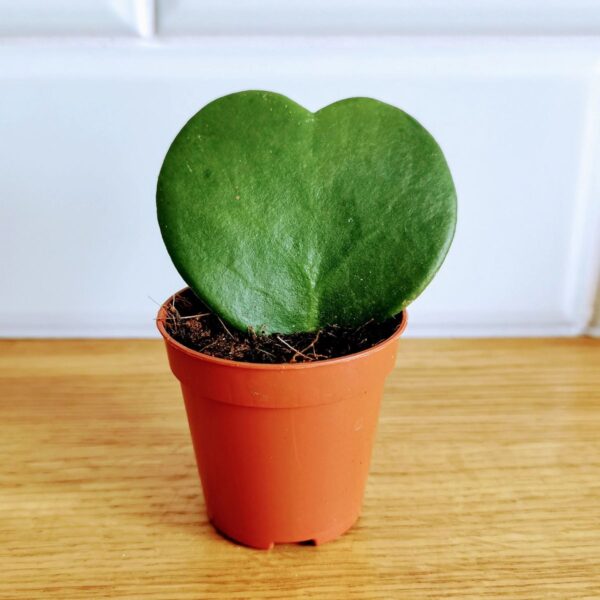 Heart Hoya Plant