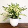 Aglaonema Snow White Plant