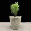 Aralia Variegated Mini Plant