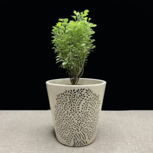 Aralia Variegated Mini Plant