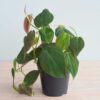 Philodendron Micans Plant