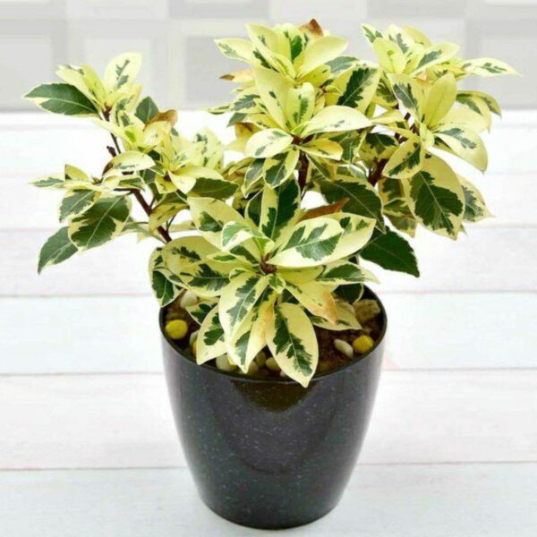 Ficus Prestige Plant