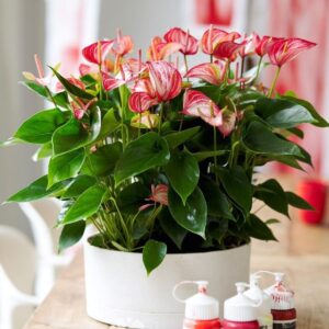 Anthurium Livium Plant