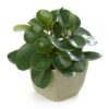 Peperomia Green Plant