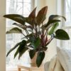 Philodendron Congo