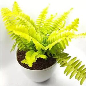 Golden Fern Plant