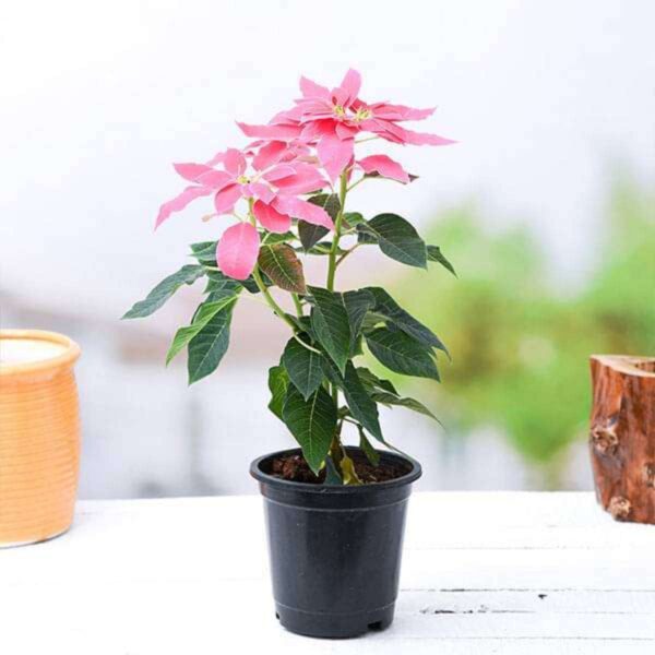 Poinsettia Pink Plant