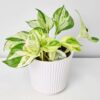 Money Plant Marbel Queen