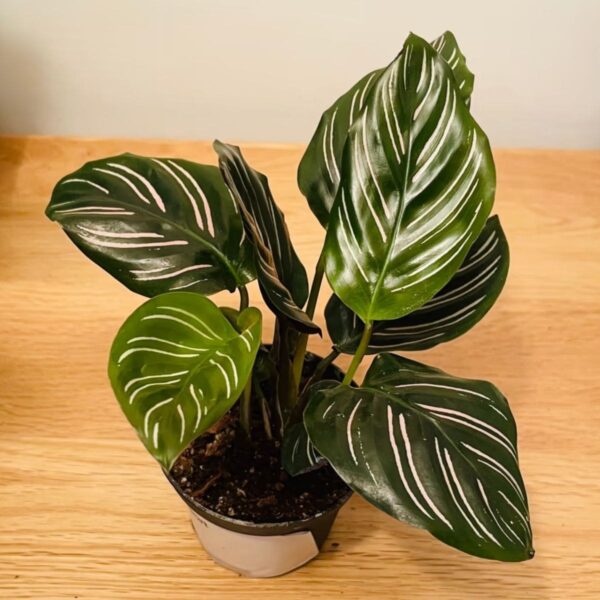 Calathea Sanderiana