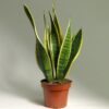 Sansevieria Gold Flame Snake Plant