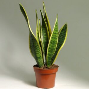 Sansevieria Gold Flame Snake Plant