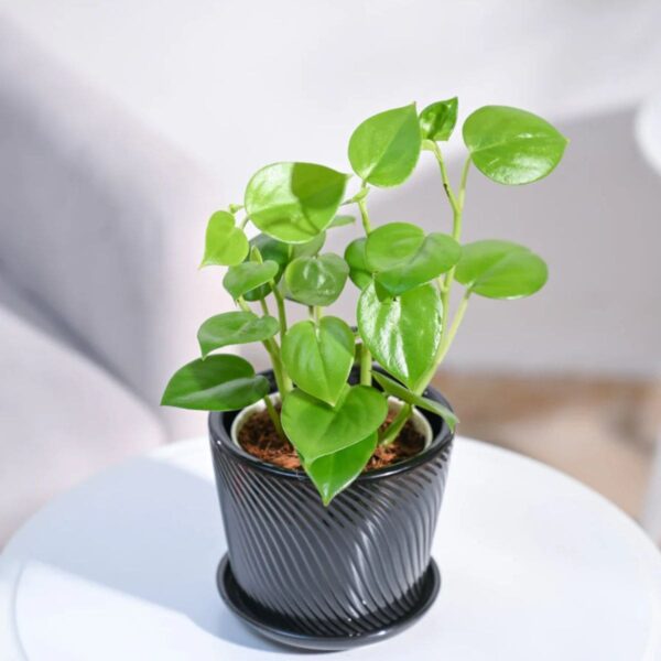 Peperomia Green Creeper