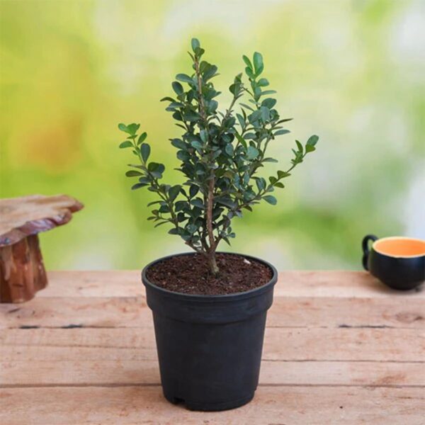 Boxwood Buxus Plant