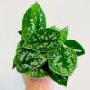 Money Plant Satin