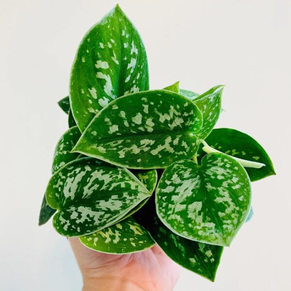 Money Plant Satin