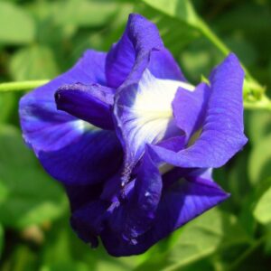 Aparajita Seeds Double Petal