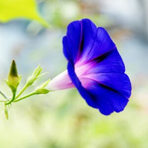 Morning Glory Seeds