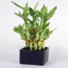 Lucky Bamboo Plant - 2 Layer