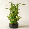 Lucky Bamboo Plant - 3 layer